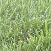 feedfrog