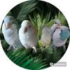 monkparakeet_s.a