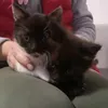 thebarkers_pooches