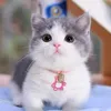 madeebahsohden