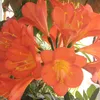 lorik_1470