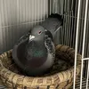 _mom122