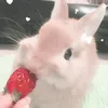 strawberrybrasileira