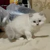 findmeasyourmorfin