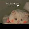 yanayahya_8724