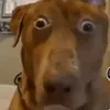 klippyo_o