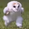 the_walking_owl