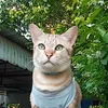 bluecatcafe
