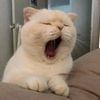 aynur0109_
