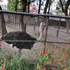 ostrich69tiktoks