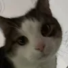 jusstt_linchen