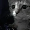 nliixo