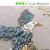 musstafasahil