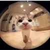 canihavefoodplsbye
