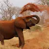 solobetonleyoys
