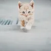 bellaxixe