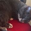 kitteah