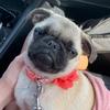 dollythepugg