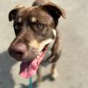 fostersandpaws