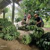 jangkar_tenom