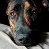 onyxthedutch_retriever