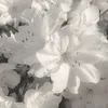 starqzv._