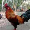 hoangthai73h