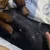doibacnhucho3