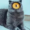 catthatiscomplicated