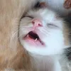 heykitten_