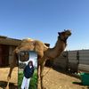 raei_alhirsh2
