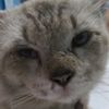 mycatt_1