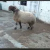 baranmantk1