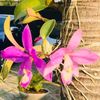 orquideasjaki