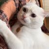 pussynagala