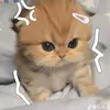 taochsplaytogether