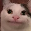 sut_tt