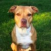 pitbulls_4_girlz
