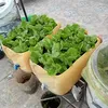 tranhuyduong4