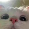 dnmftchlalla