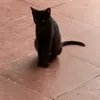 manmocchau26