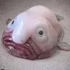 fedirdhj788