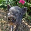 sassythepotbelliedpig