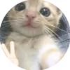 vale.love.cats