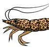 jaguarshrimp