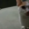 hahakdog612