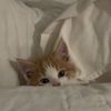 _olya_cat_3