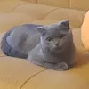 user6tqg0uqjb2