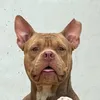 luffythebully_