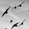 flying681